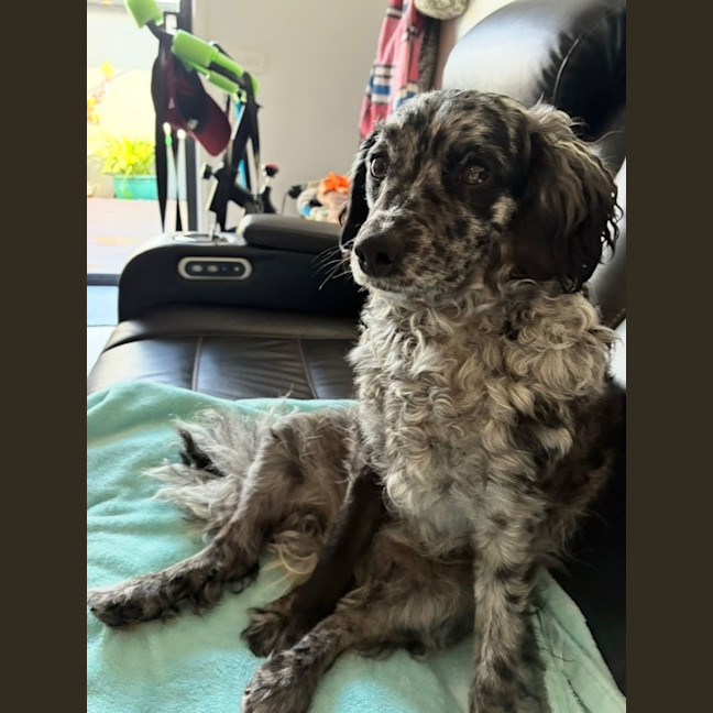 Photo of Buddy