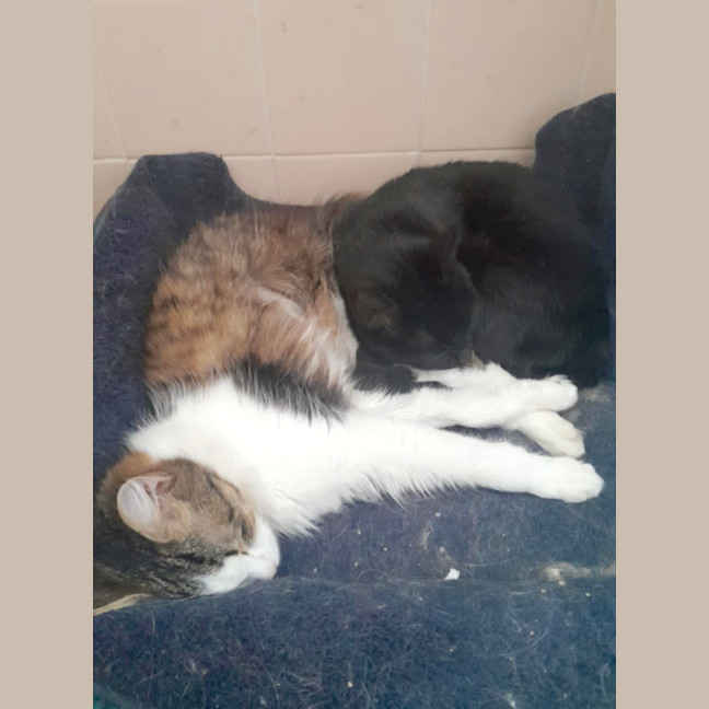 Photo of Drusilla And Spike