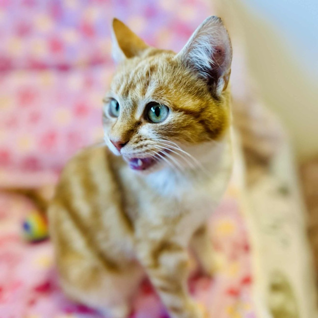 Photo of Rupert   In Foster Care In Doreen