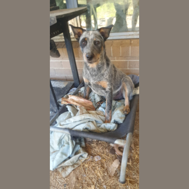 Photo of Bluey 
