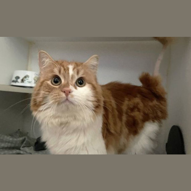 Photo of Cinnabon