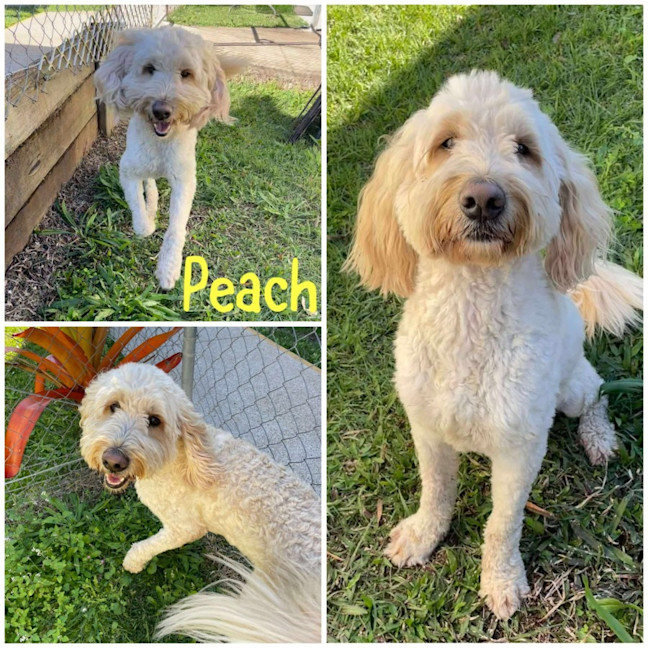 Photo of Peach