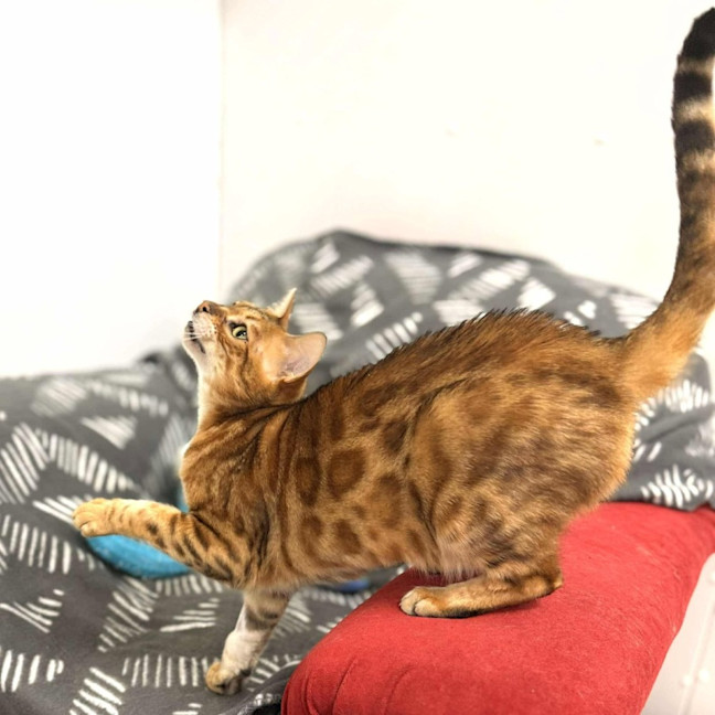 Photo of Clover   Located In Keilor Downs