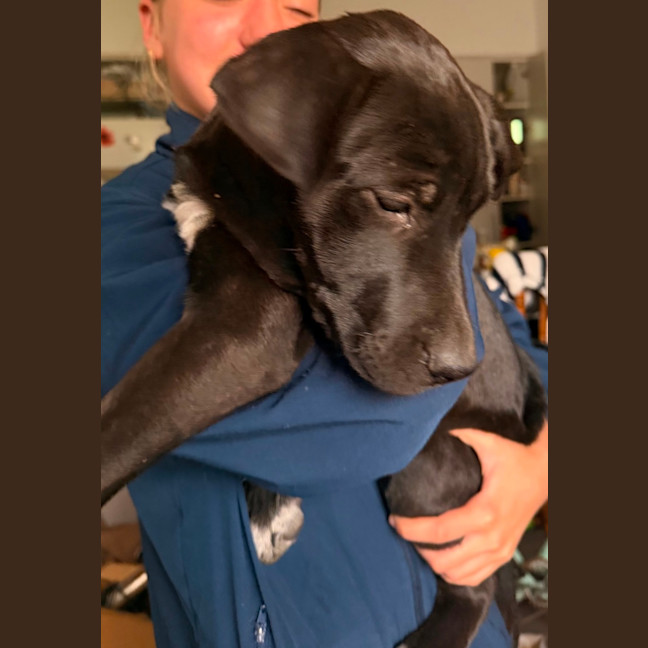 Photo of Onyx