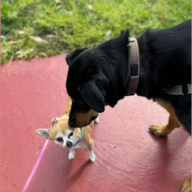 Photo of Maggie   2 Year Old Shepherd X Rottweiler (Trial)