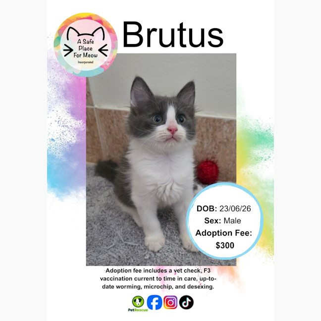 Photo of Brutus