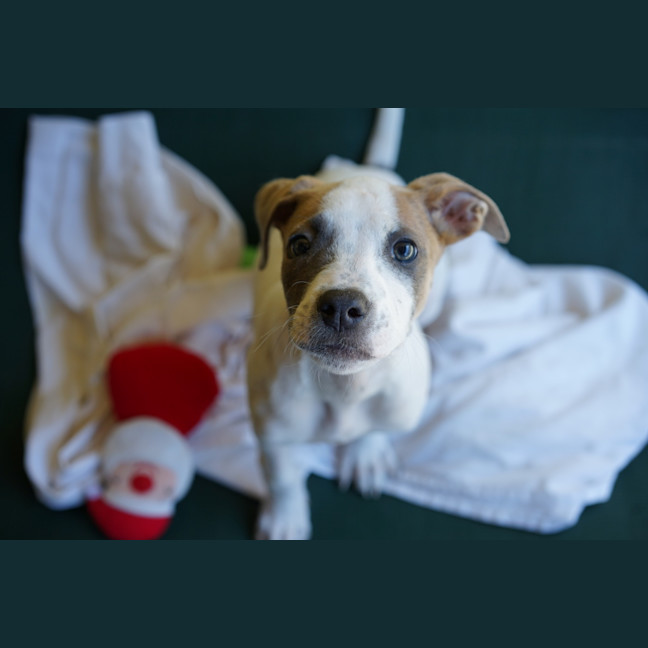 Photo of Annie