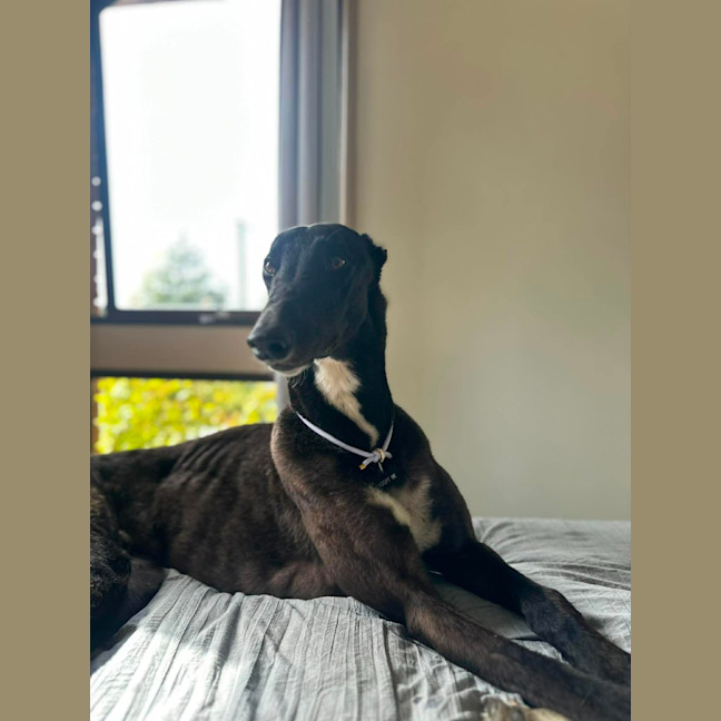 Photo of Joey, Greyhound