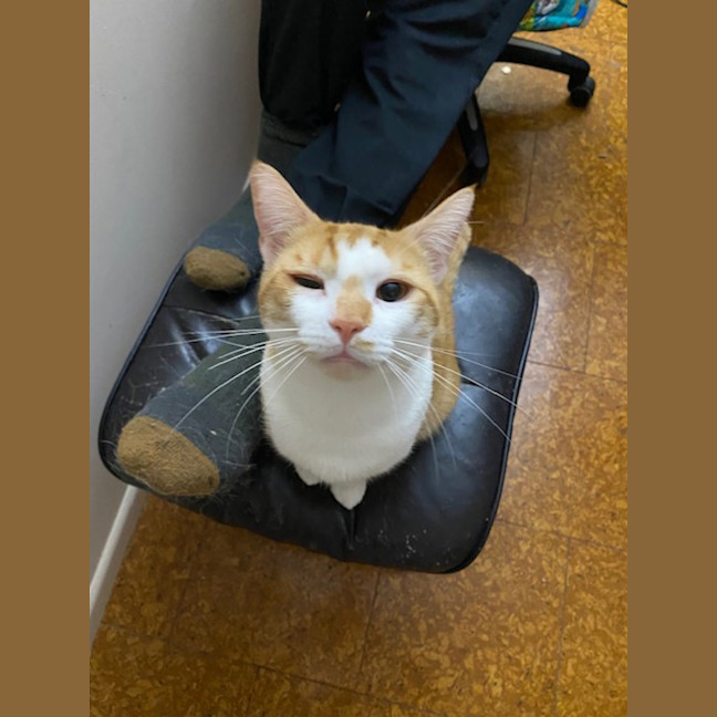 Photo of Ziggy