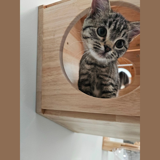 Photo of Lola