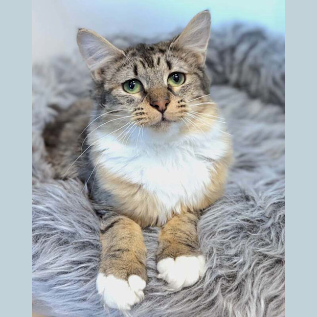 Photo of Indigo