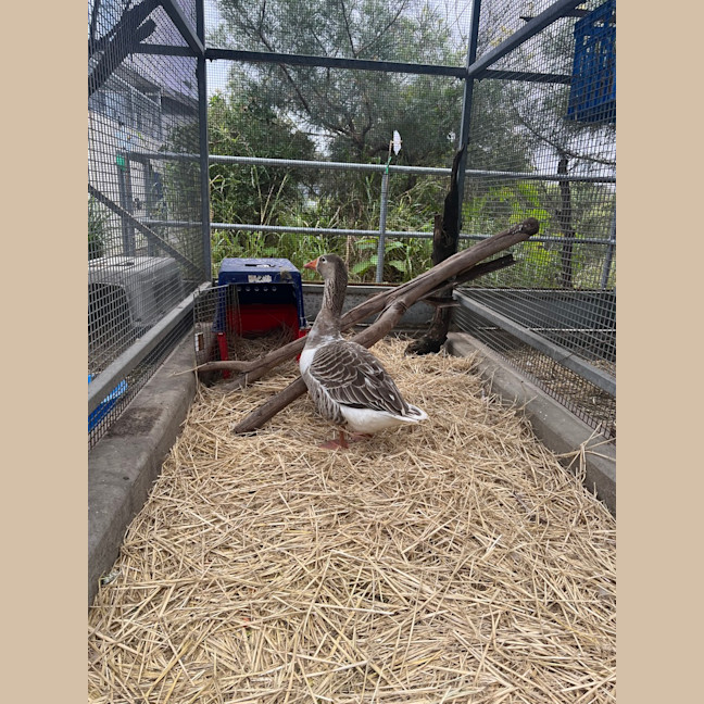 Photo of Honcules