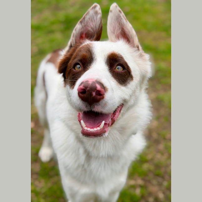 Photo of Opie