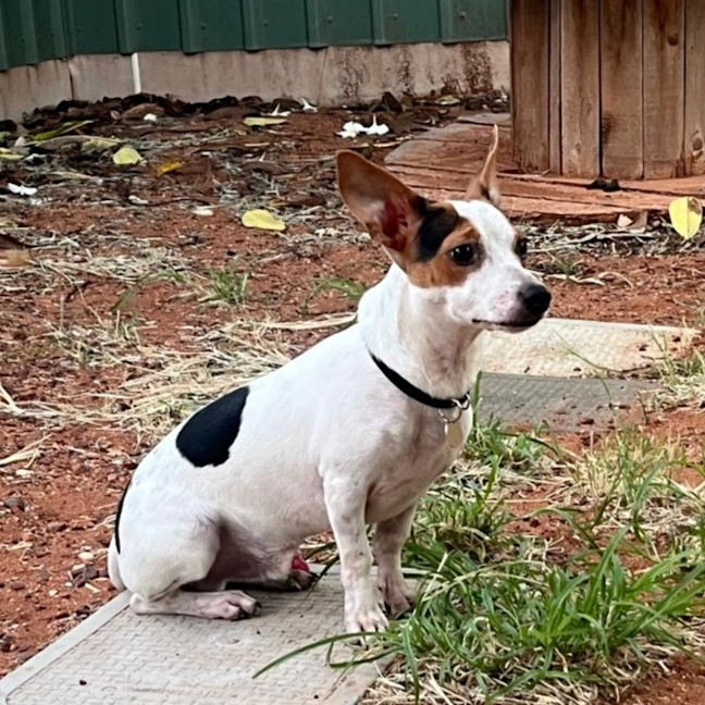 Photo of Moose