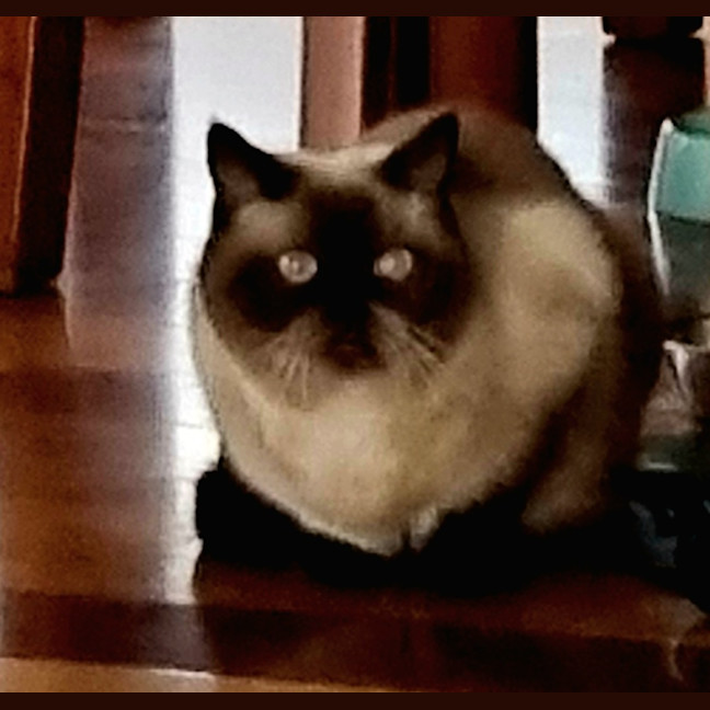 Photo of Mocha
