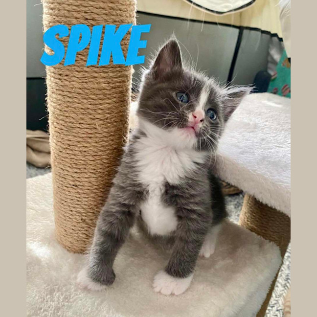 Photo of Spike