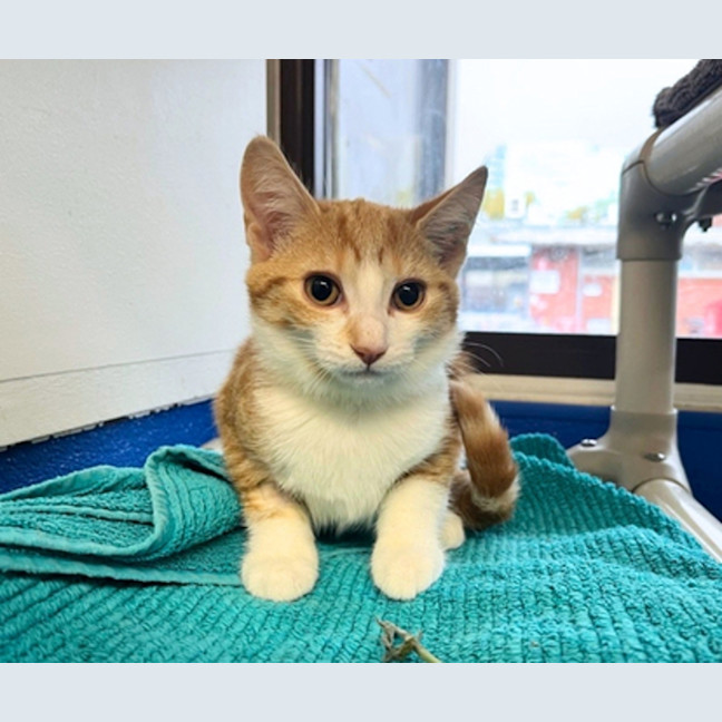 Photo of Honey