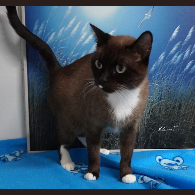 Photo of Cocoa