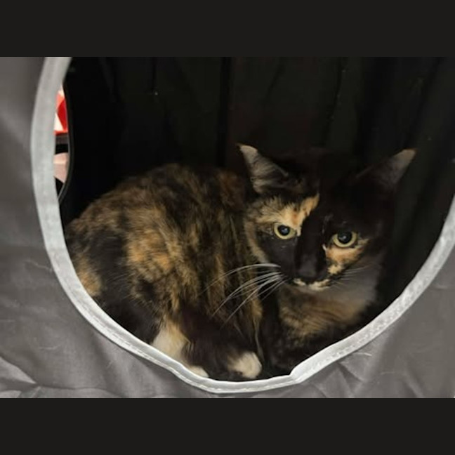 Photo of Dolly Dimples