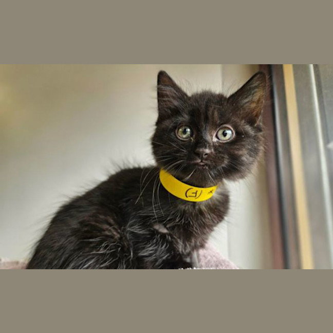 Photo of Luna
