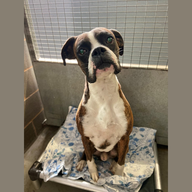 Photo of Rosie And Duke