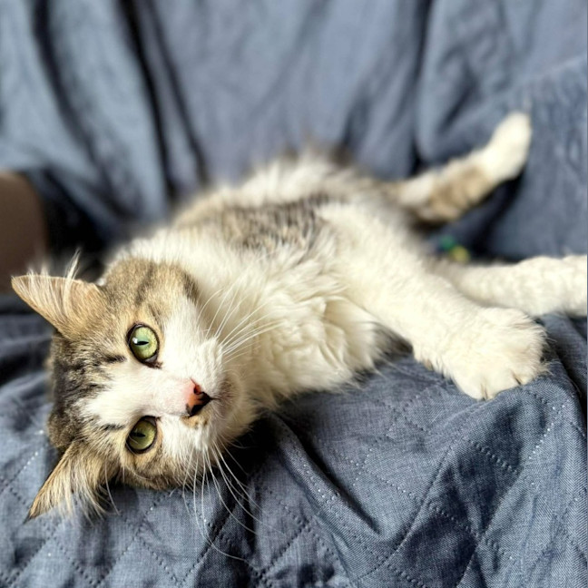 Photo of Wilson   In Foster Care In Preston