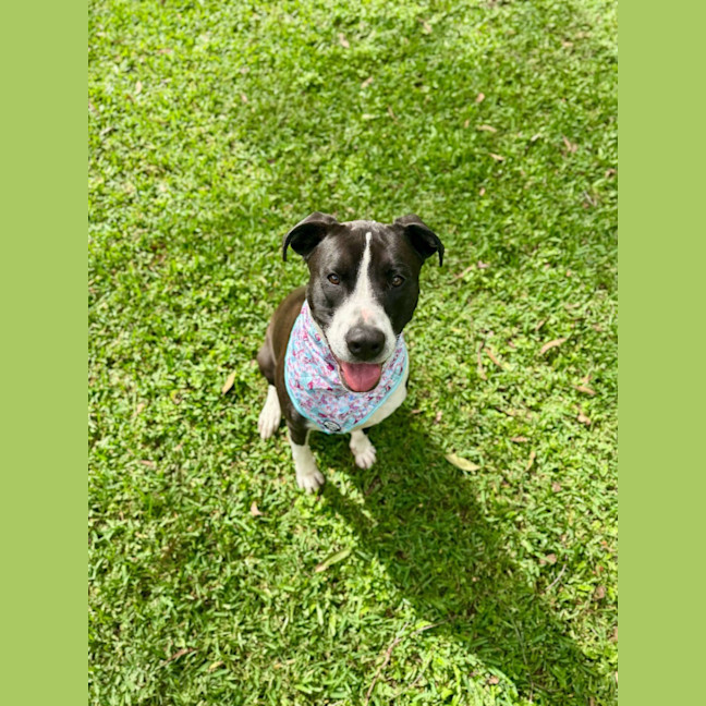 Photo of Jazzie *$150 Adoption Fee*