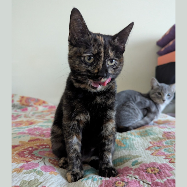 Photo of Nyx