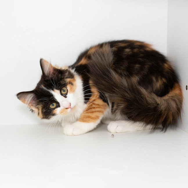 Photo of Taffie