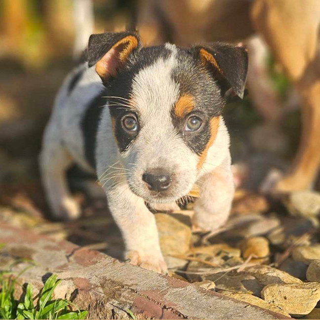 Photo of Scotch