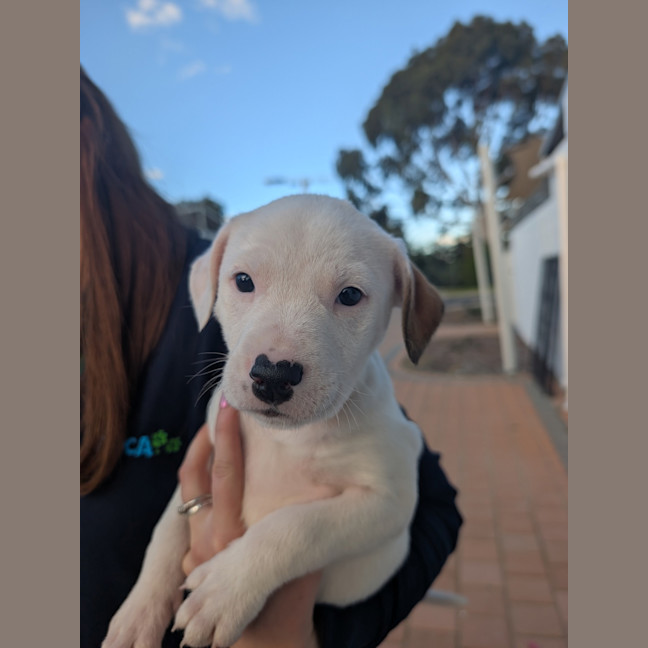 Photo of Luna