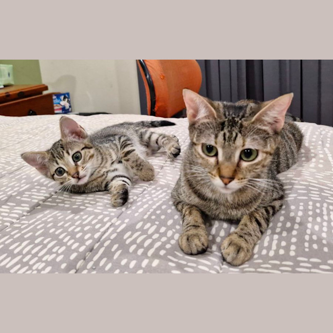 Photo of Olive 