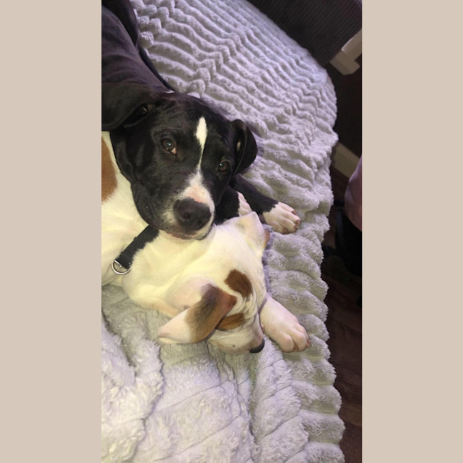 Photo of Shiner
