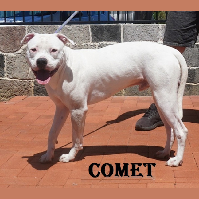 Photo of Comet