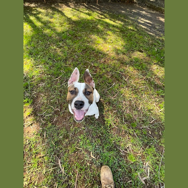 Photo of Misty