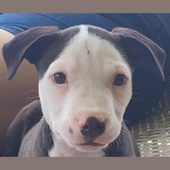 Photo of Hamish ~ 10 Week Old, Male, Bull Arab Puppy