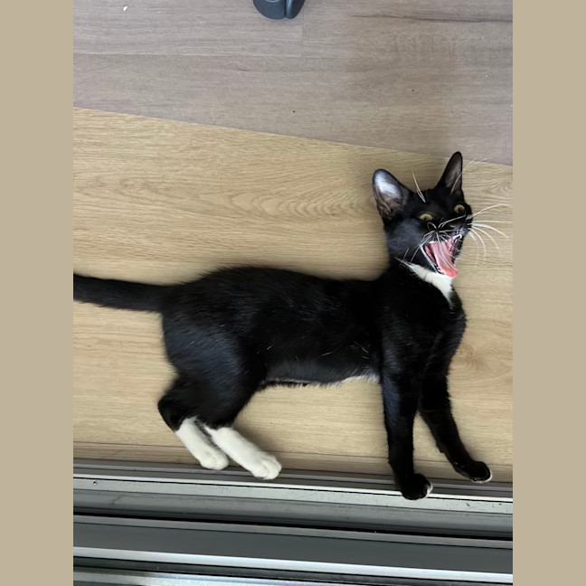 Photo of Apple Bottom Jeans