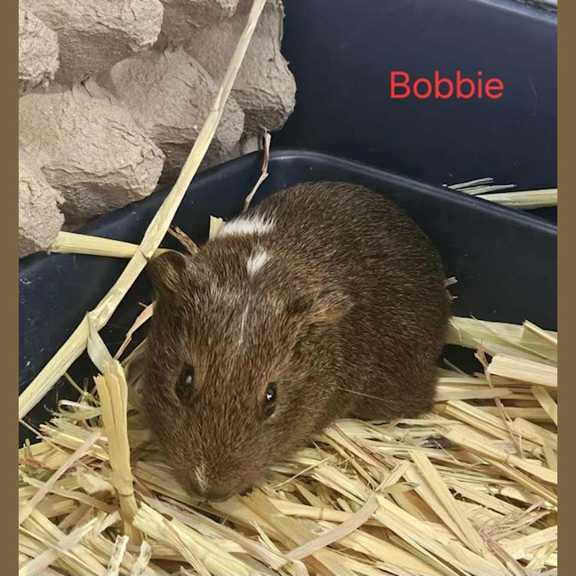 Photo of Rissie & Bobbie