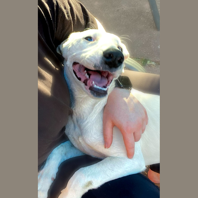 Photo of Scout 