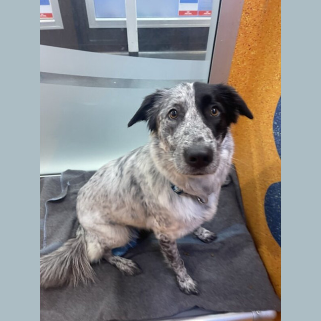 Photo of Delilah