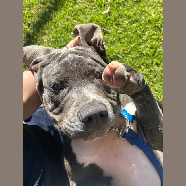 Photo of Phantom