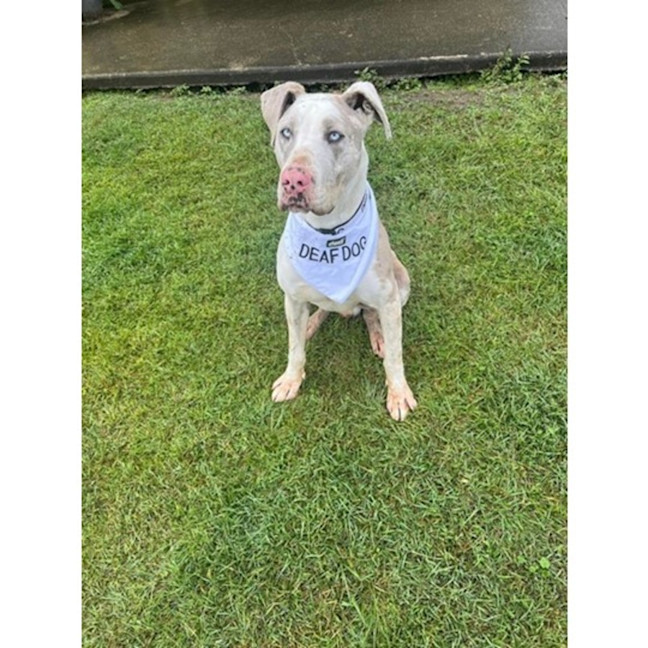 Photo of Napoleon *$250 Adoption Fee*