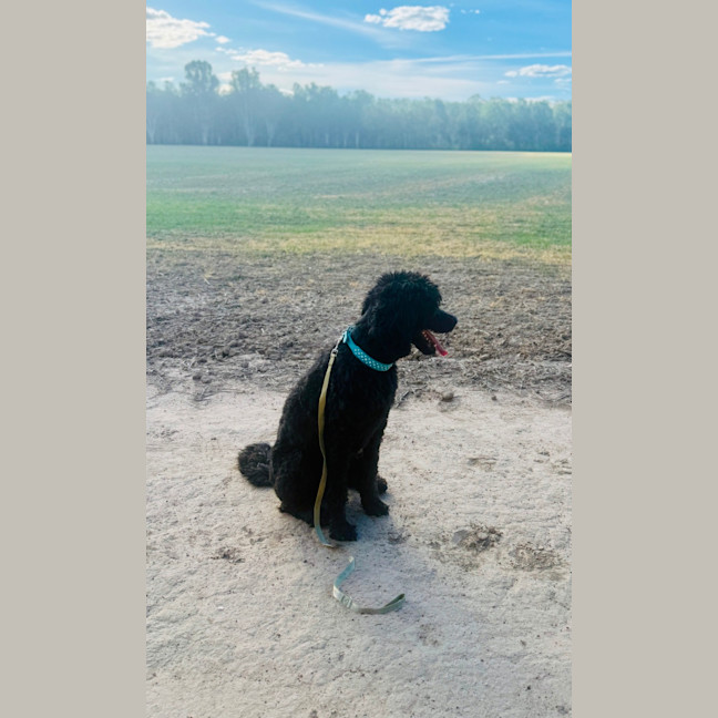 Photo of Koby 