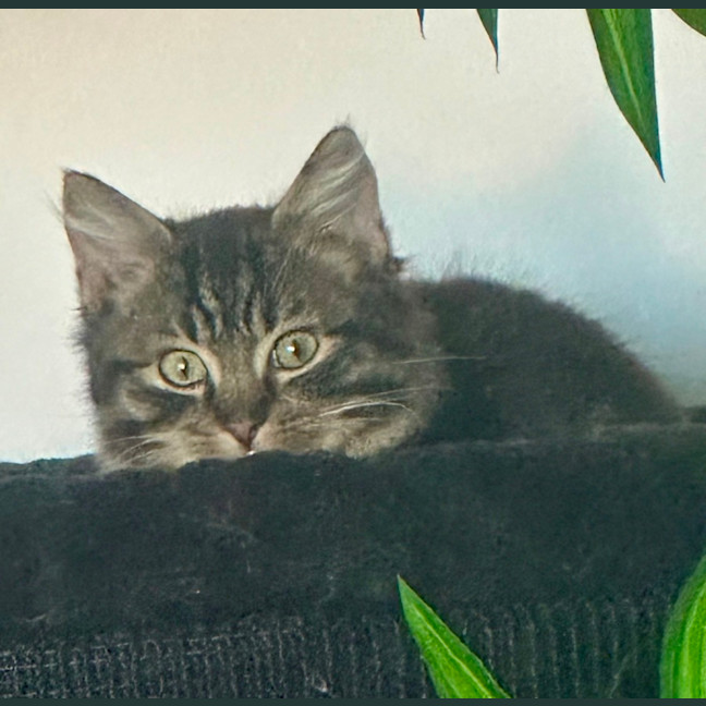 Photo of Yahtzee