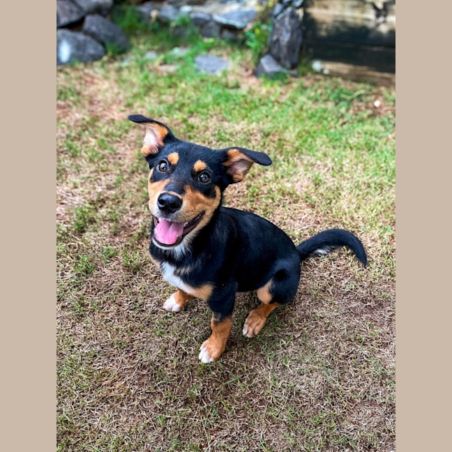 Photo of Coco
