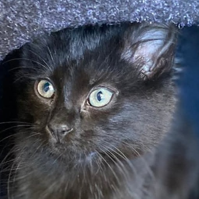 Photo of Jazz