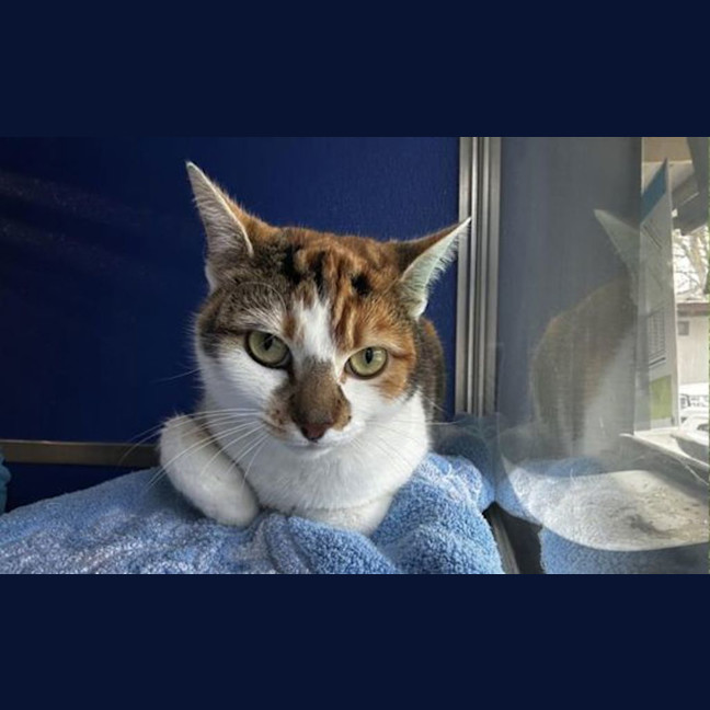Photo of Ponyo