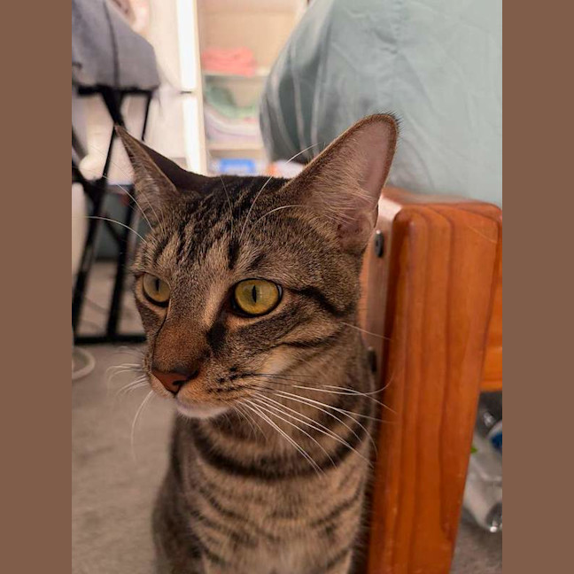 Photo of Chino