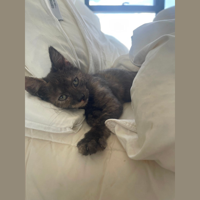 Photo of Wallaby & Wombat