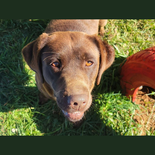 Photo of Olive